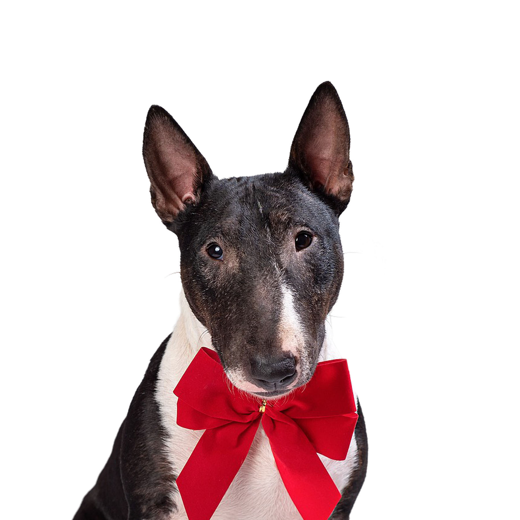 miniature-bull-terrier-rassebeschreibung-haltung-pflege-co